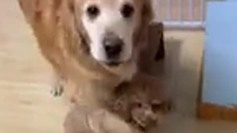 The Golden Retriever won't let Teddy play with the stool