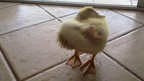 My Duck Charlie Walks Into The House Wet | CUTE BABY DUCK VIDEO