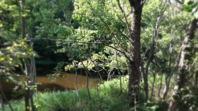 Pond on a Spring Day