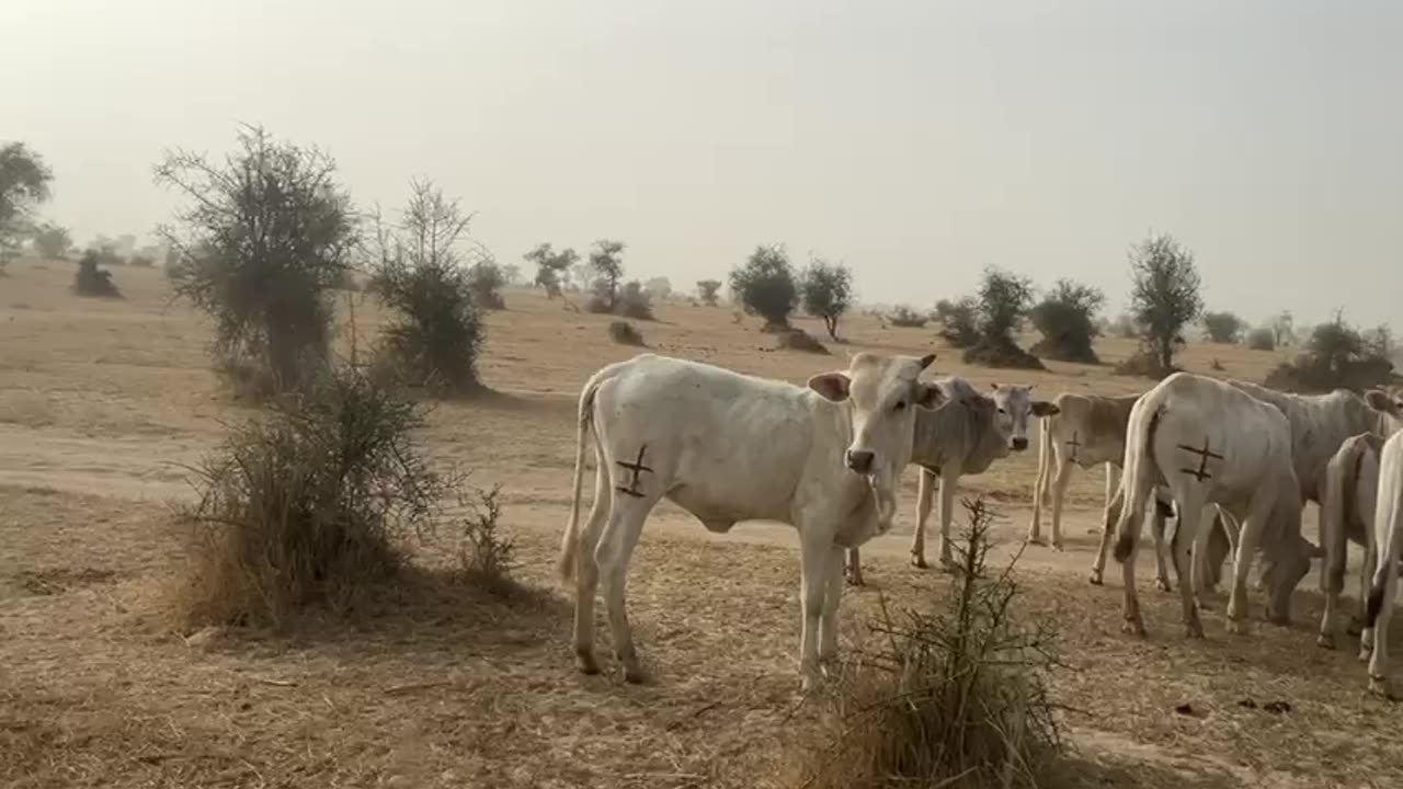 جمال افريقيا The beauty of Africa