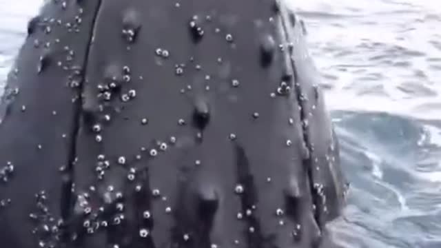 The whale asks people for help