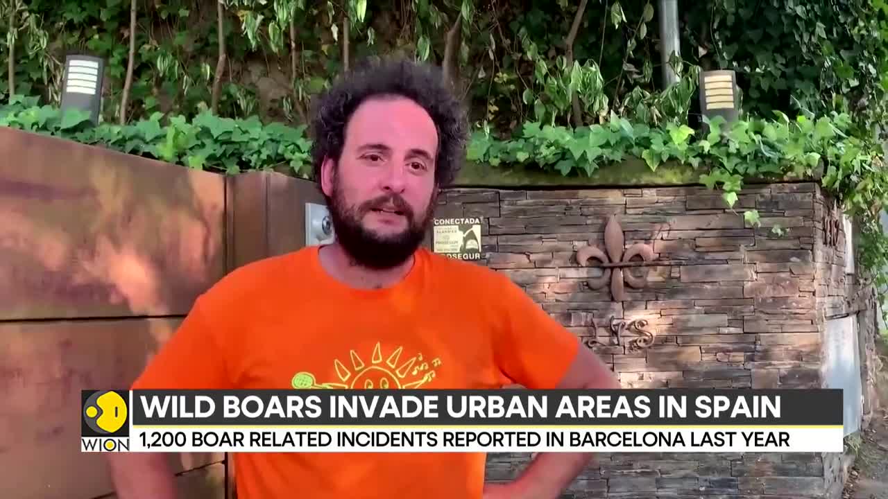 Spain: Wild boars pose threat to humans, authorities warn residents | Latest World News | WION
