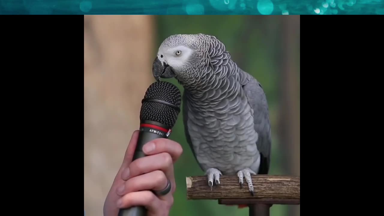 Talking Parrot