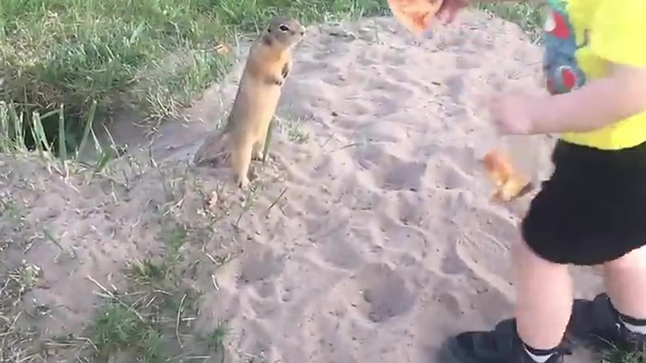 Cute Squirrel Gratefully Takes Toddler's Pizza