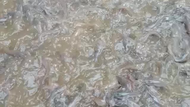 Fish eat