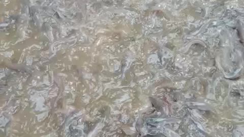 Fish eat