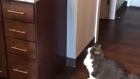 Cat Jump Fail