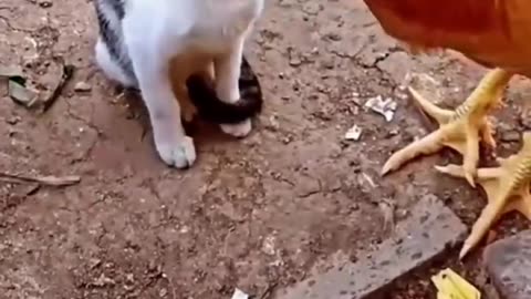 Cat vs Chicken: Watch What Happens Next and Get Ready to Laugh in 2023