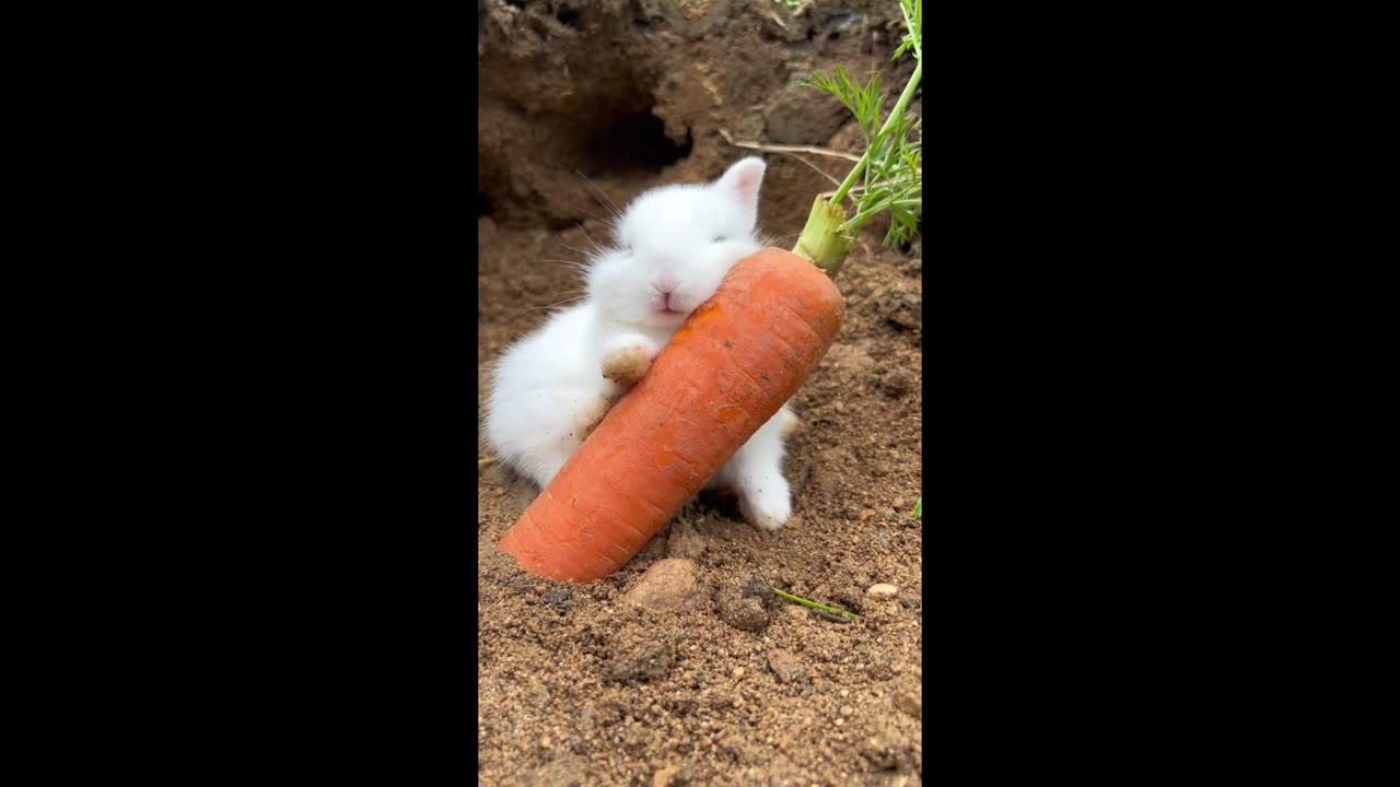 The little bunny fell asleep while eating carrots