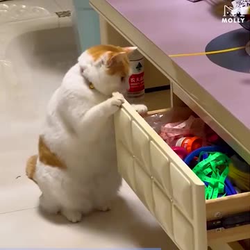 Chubby pet cat opened drawer and stares at snacks #cuteanimals #cutecat