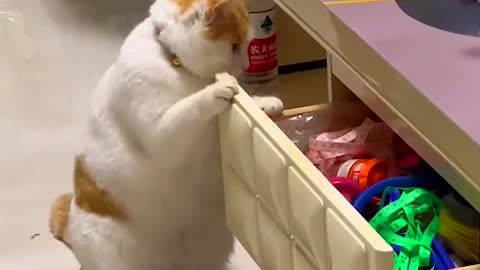 Chubby pet cat opened drawer and stares at snacks #cuteanimals #cutecat