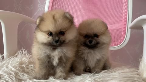 Cutest Puppies ever!