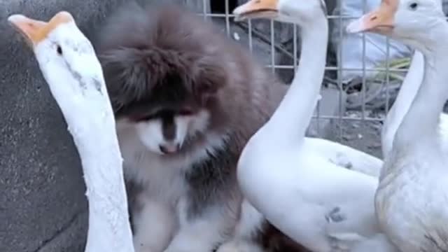 A dog bullied by a goose