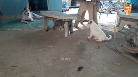 Angry Funny Dogs and Cats of TikTok Compilation 3 Try not to laugh impossible