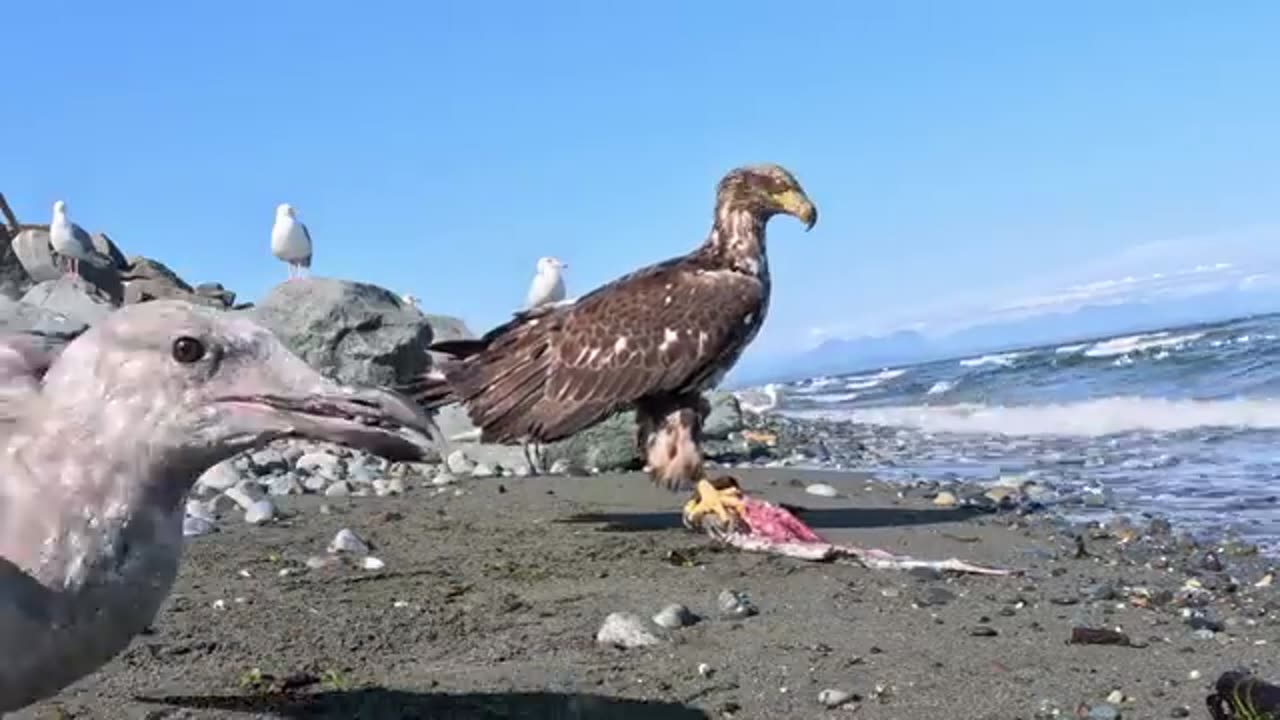 Eagles Campbell river