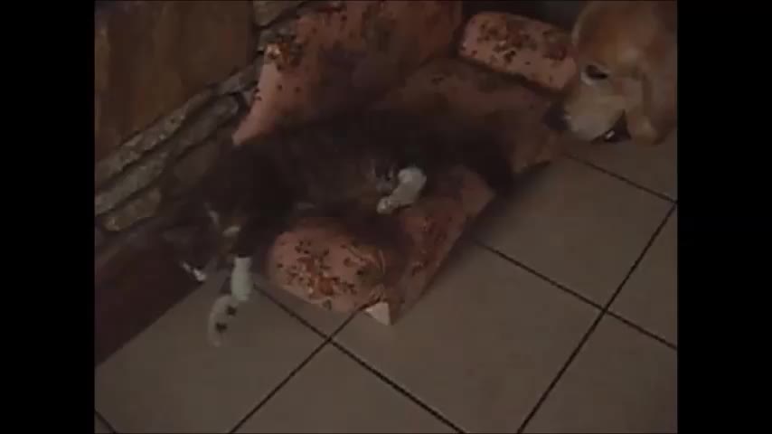 Cat refuses to share couch with dog