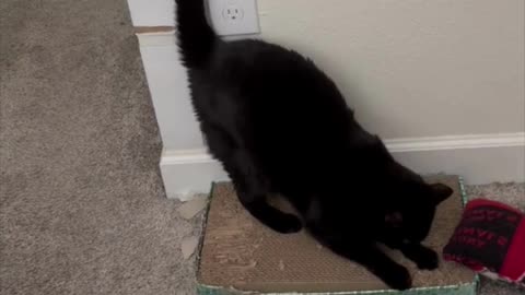 Adopting a Cat from a Shelter Vlog - Cute Precious Piper Gets Ready for Action #shorts