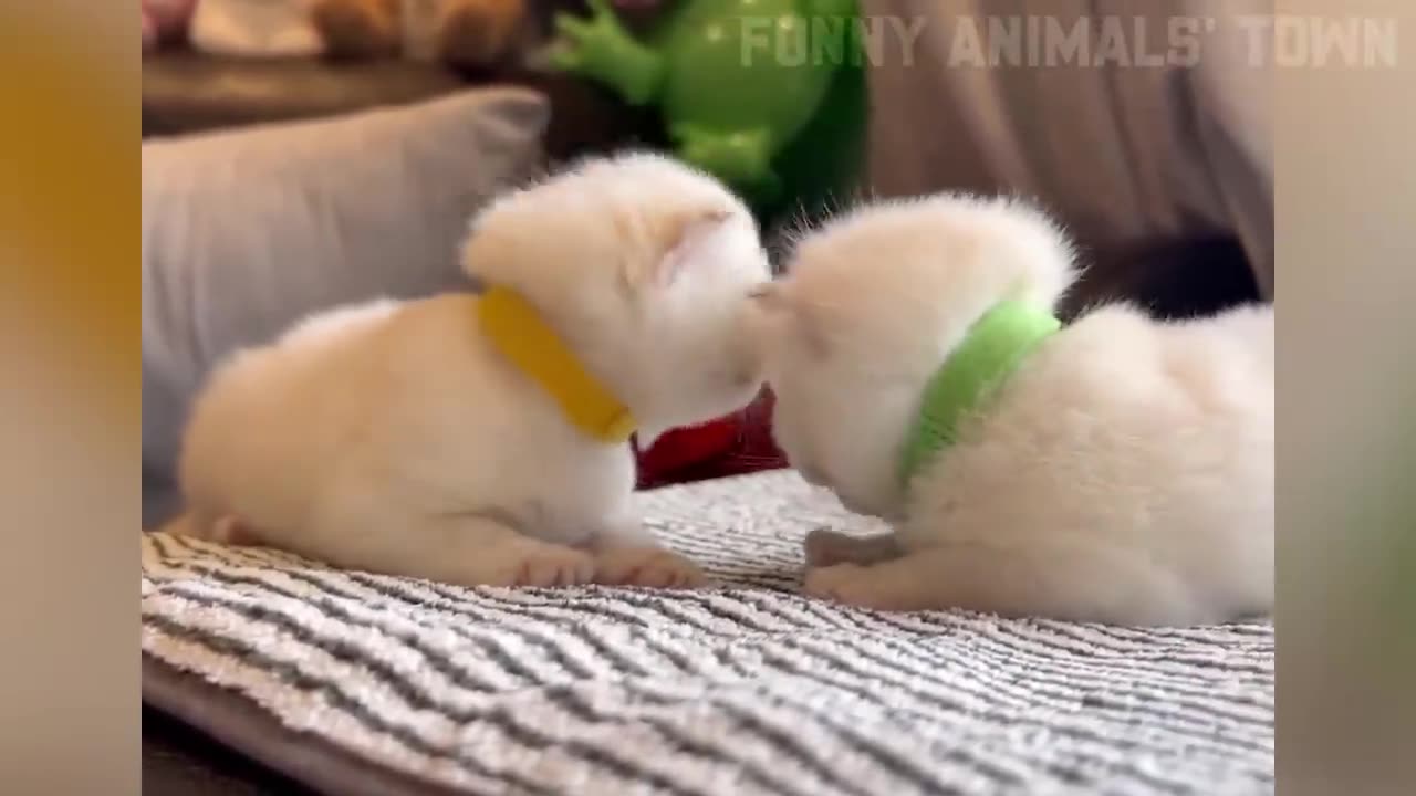 Funny cat and dog video