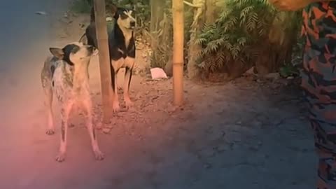 Humanity still Alive.. A soldier feeds a street starving dog🐕💗