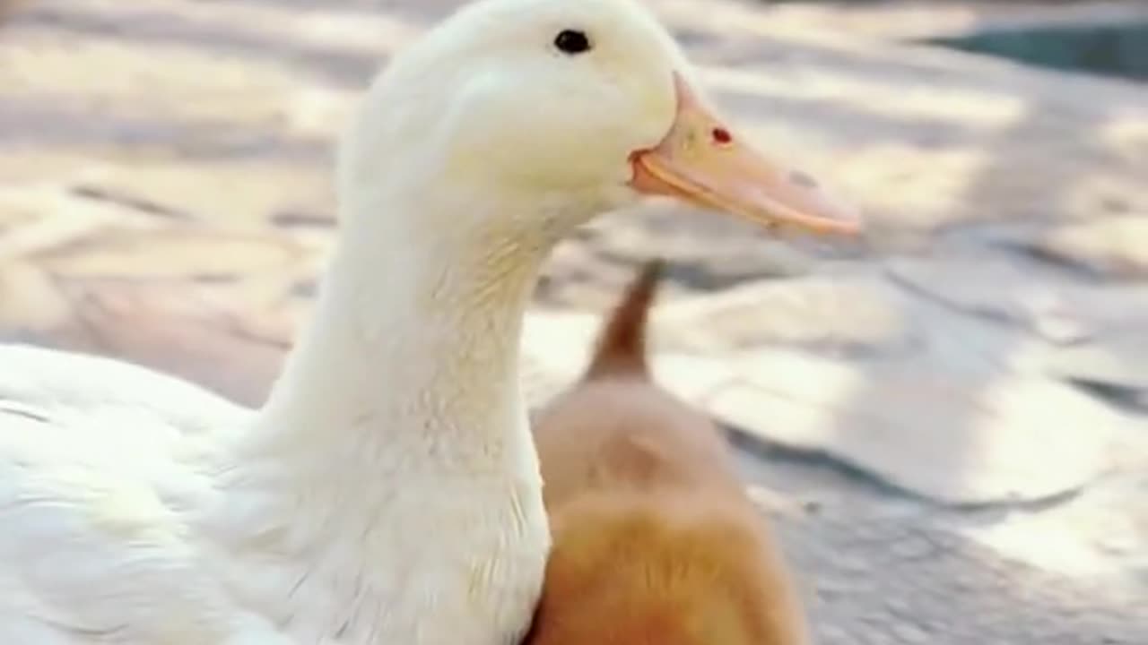 The life of a dog who loses her mother's love and a goose