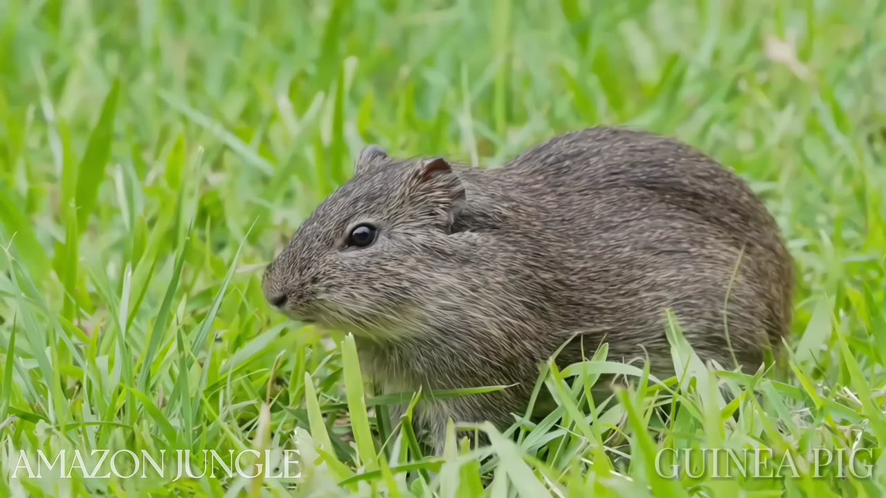 Amazon Guinea Pig