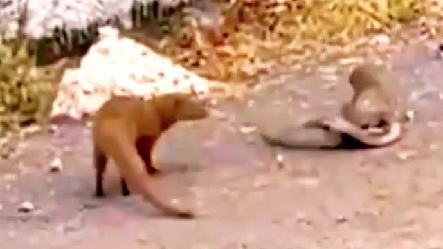 King cobra Vs Mongoose #wildanimals #kingcobra #snake #mongoose #animals(1)