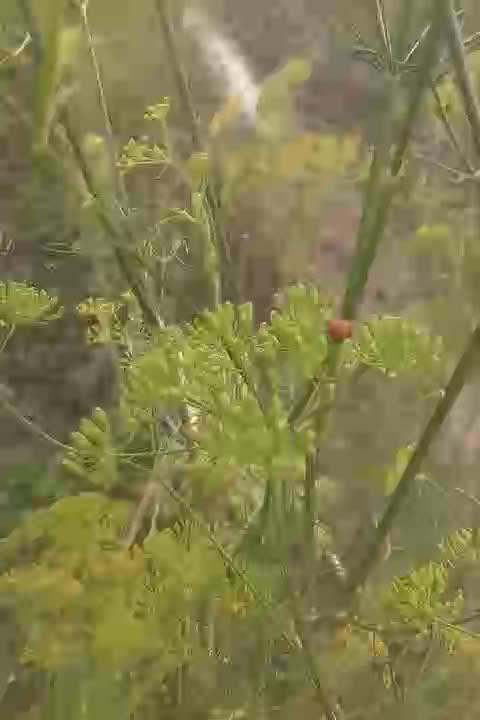 I'm today here my Villeg Vilog