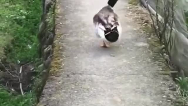 😘duck goes catwalk