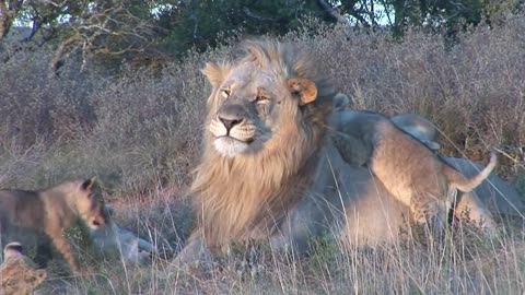 Male lion playing with cubs at Shamwari