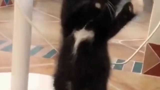 Dancing cat