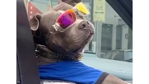 Big dawg the ceo of pet treats - blue t-shirt,gold collar, cool shades glasses, watch on paw in car