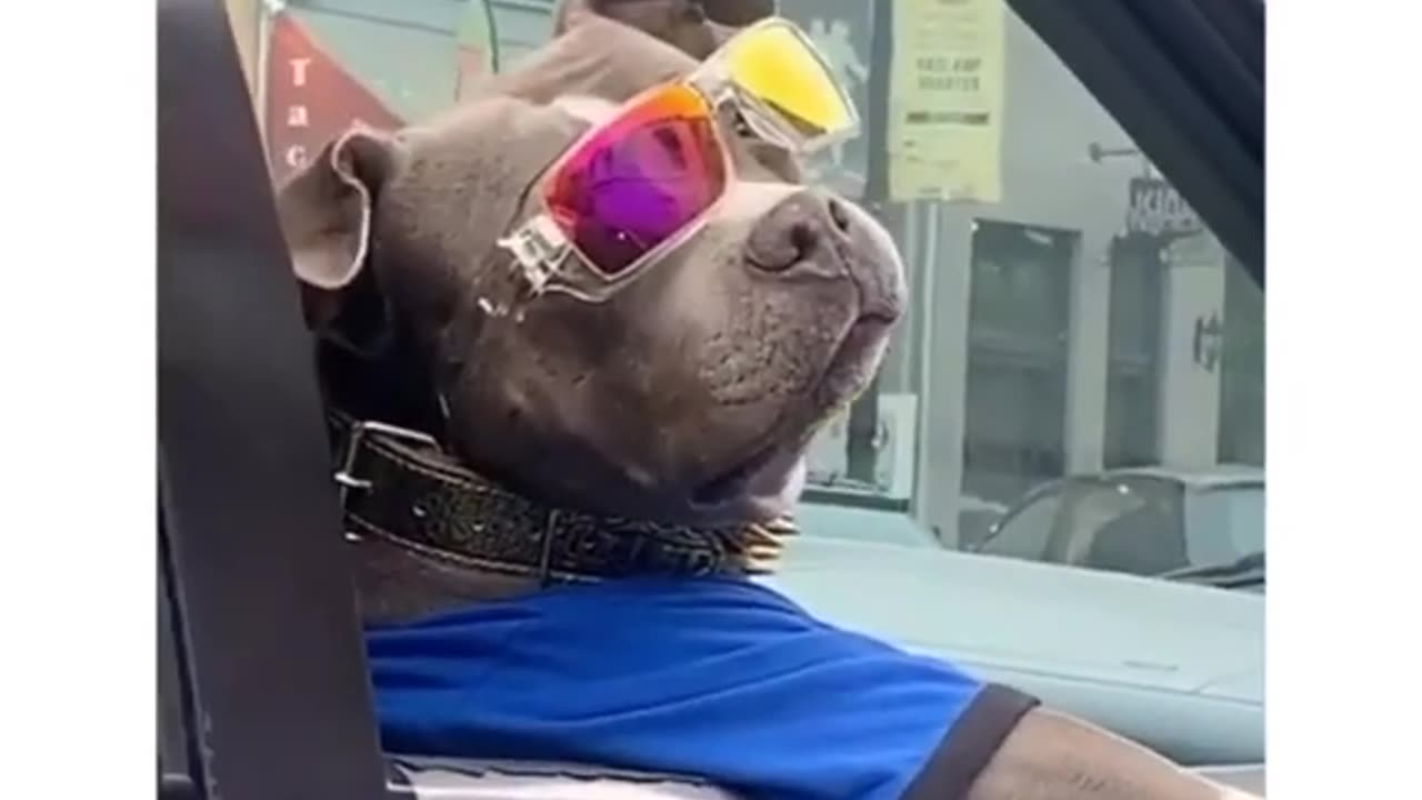 Big dawg the ceo of pet treats - blue t-shirt,gold collar, cool shades glasses, watch on paw in car