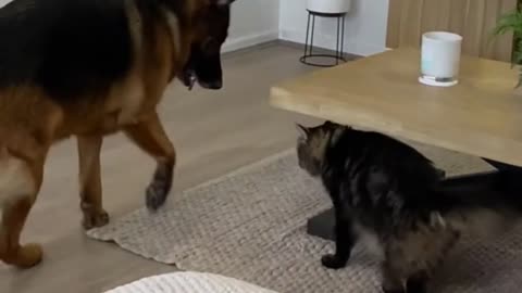 cat attacks dog