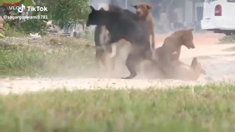 Dogs fighting vedio