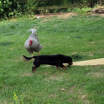 Miniature Weinie Big Rooster Giant Snake All Together