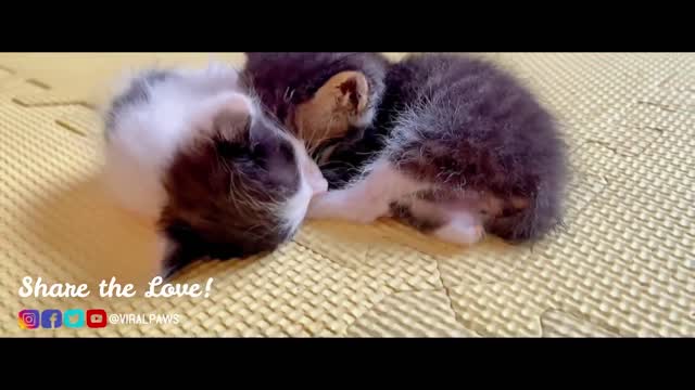 Golden Retriever & His Bestie Found Stray Kittens and Bring them Home