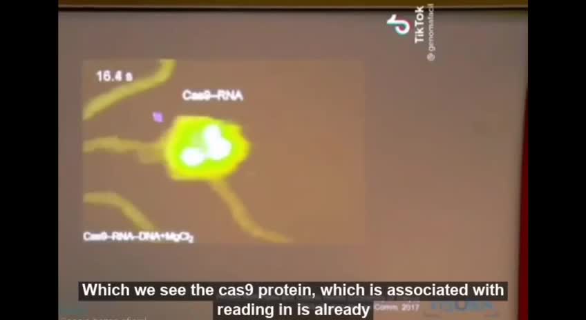 How the Protein Contained in the CV19VX Cuts the DNA