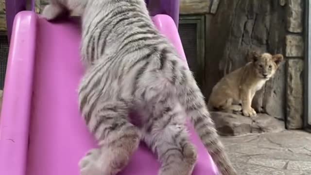 Cute little Kitty