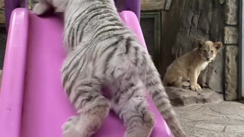 Cute little Kitty