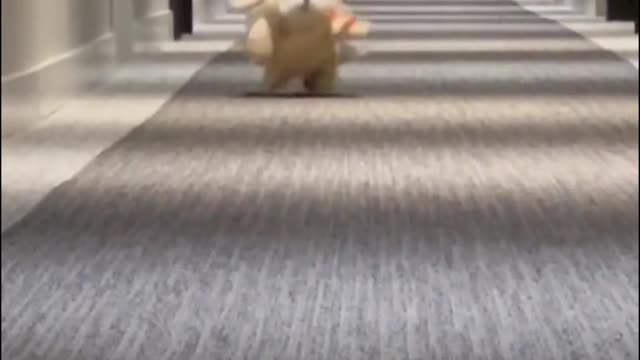 He saw me in the distance, sensed me coming and ran right over