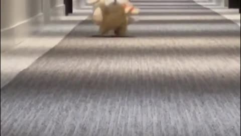 He saw me in the distance, sensed me coming and ran right over