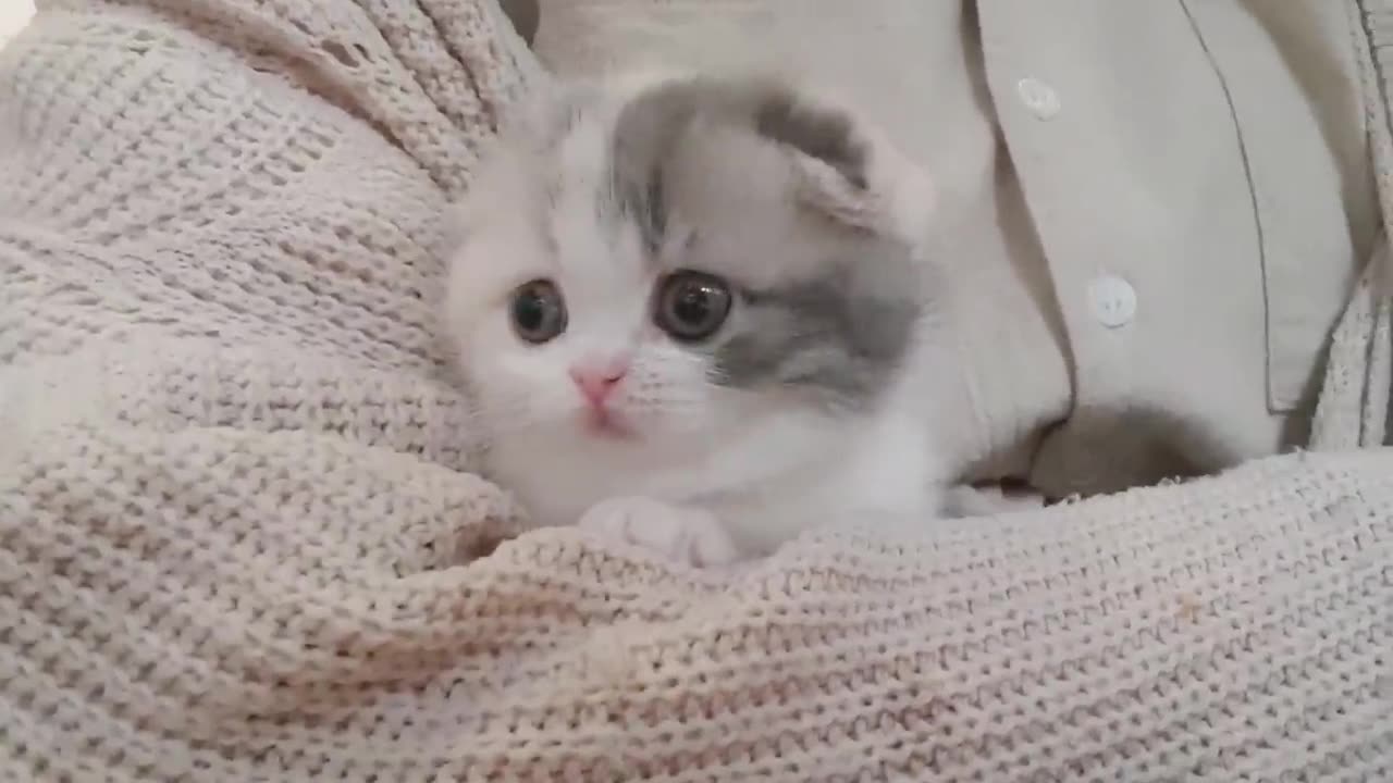 Cute kitten video short leg cat