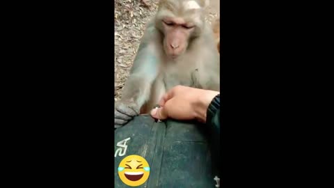 #shorts Funny Animals Videos, Funny Animals Shorts #funnyanimalvideos #monkeyvideo