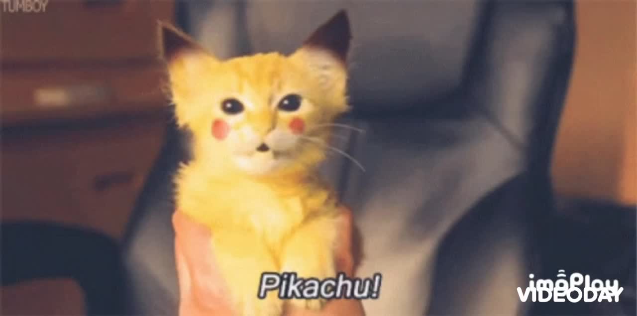 Cute Pikachu Cat Gif