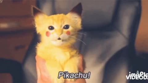 Cute Pikachu Cat Gif