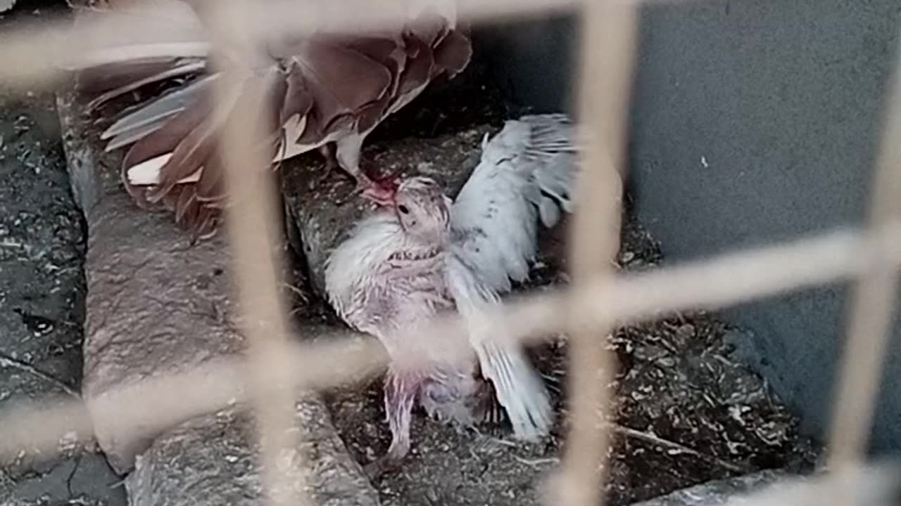 White beautiful pigeons