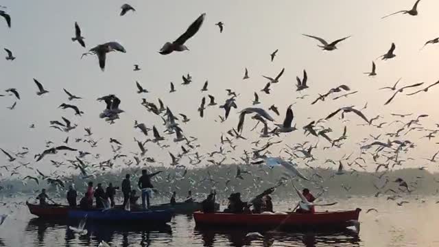 birds 3