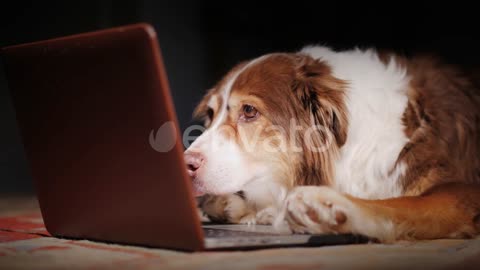 The Dog Reads the News on the Laptop Screen.