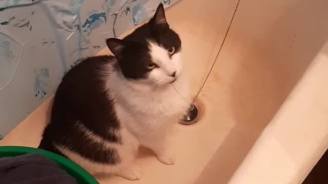 cat churchel asks to turn on the water