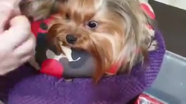 We tie the Yorkie's ponytail correctly. Dog